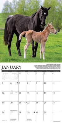 2025 Willow Creek Why Horses Do That 12" x 12" Monthly Wall Calendar (45442)