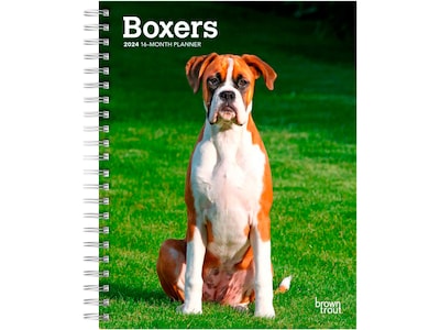 2024 BrownTrout Boxers International Edition 6 x 7.75 Weekly & Monthly Engagement Planner, Multico
