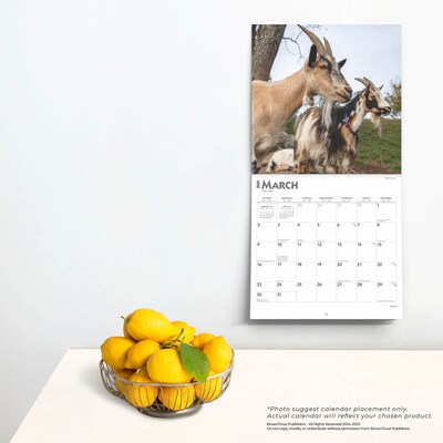 2025 BrownTrout Goats 12" x 12" Monthly Square Wall Calendar (9781975477042)