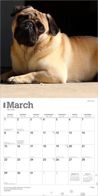 2026 BrownTrout Pugs 12" x 12" Monthly Wall Calendar (9798330705238)