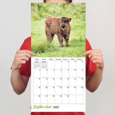 2027 TF Publishing Highland Cows 12" x 12" Monthly Wall Calendar, Multicolored (27-1061)
