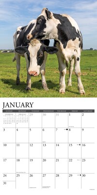 2027 Willow Creek Cows 12" x 12" Monthly Wall Calendar, Assorted Colors (59913)