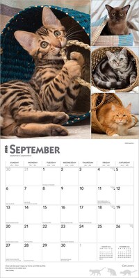 2026 BrownTrout Cat Lovers 12" x 12" Monthly Wall Calendar (9798330702787)