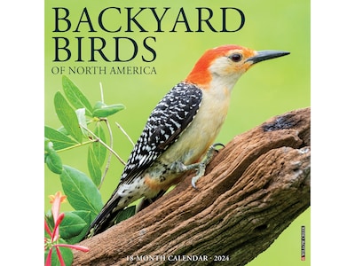 2024 Willow Creek Backyard Birds 12" x 12" Monthly Wall Calendar (32268)