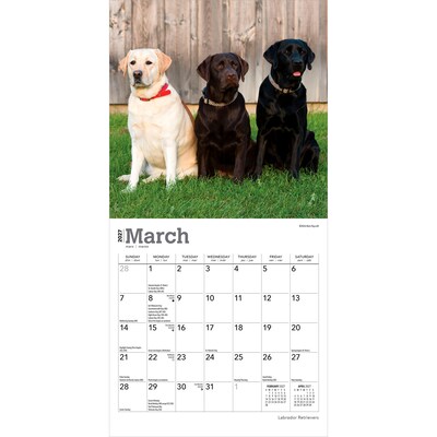 2027 BrownTrout Labrador Retrievers 7" x 7" Monthly Wall Calendar (9798330710034)