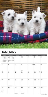 2027 Willow Creek Westie Puppies 12" x 12" Monthly Wall Calendar, Assorted Colors (62852)