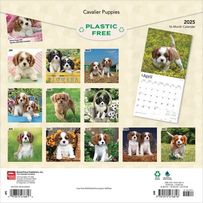 2025 BrownTrout Cavalier King Charles Spaniel Puppies 12 x 12 Monthly  Wall Calendar (978197547681