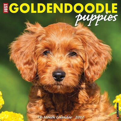 2027 Willow Creek Goldendoodle Puppies  12 x 12 Monthly Wall Calendar (60452)