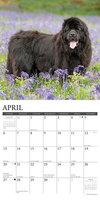 2025 Willow Creek Just Newfoundlands 12" x 12" Monthly Wall Calendar (44209)