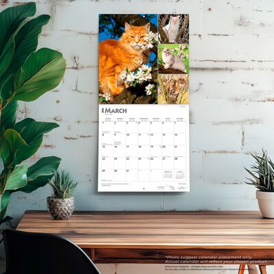 2026 BrownTrout Cat Lovers 12" x 12" Monthly Wall Calendar (9798330702787)