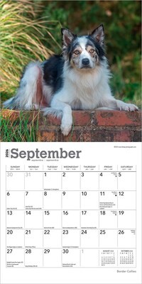 2026 BrownTrout Border Collies 7" x 7" Monthly Wall Calendar (9798330702558)