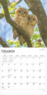 2025 BrownTrout Owls 12" x 12" Monthly Wall Calendar (9781975477509)