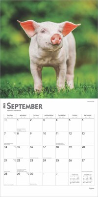 2025 BrownTrout Piglets 12" x 24" Monthly Square Wall Calendar, (9781975477523)