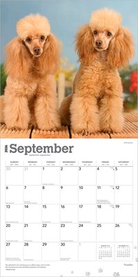 2026 BrownTrout Poodles 12" x 12" Monthly Wall Calendar (9798330705160)