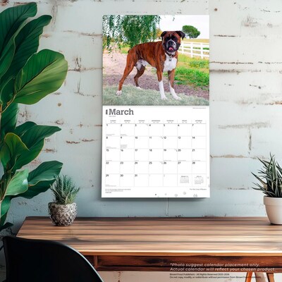 2026 BrownTrout For the Love of Boxers 14" x 12" Monthly Wall Calendar (9798330707126)