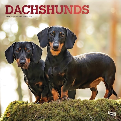 2025 BrownTrout Dachshunds 12 x 12 Monthly  Wall Calendar (9781975476915)
