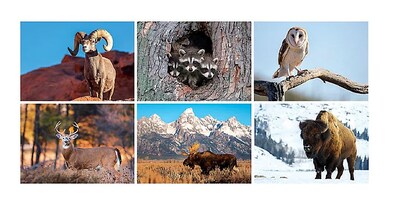 Custom North America Wildlife Spiral Wall Calendar