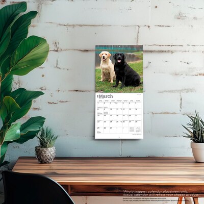 2026 BrownTrout Labrador Retrievers 7" x 7" Monthly Wall Calendar (9798330704217)