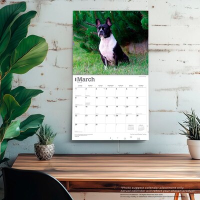 2026 BrownTrout For the Love of Boston Terriers 14" x 12" Monthly Wall Calendar (9798330707119)