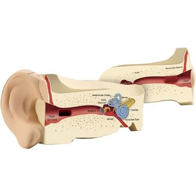Learning Resources® Cross Section Ear Model