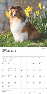 2025 BrownTrout Shetland Sheepdogs 12" x 24" Monthly Square Wall Calendar, (9781975477721)