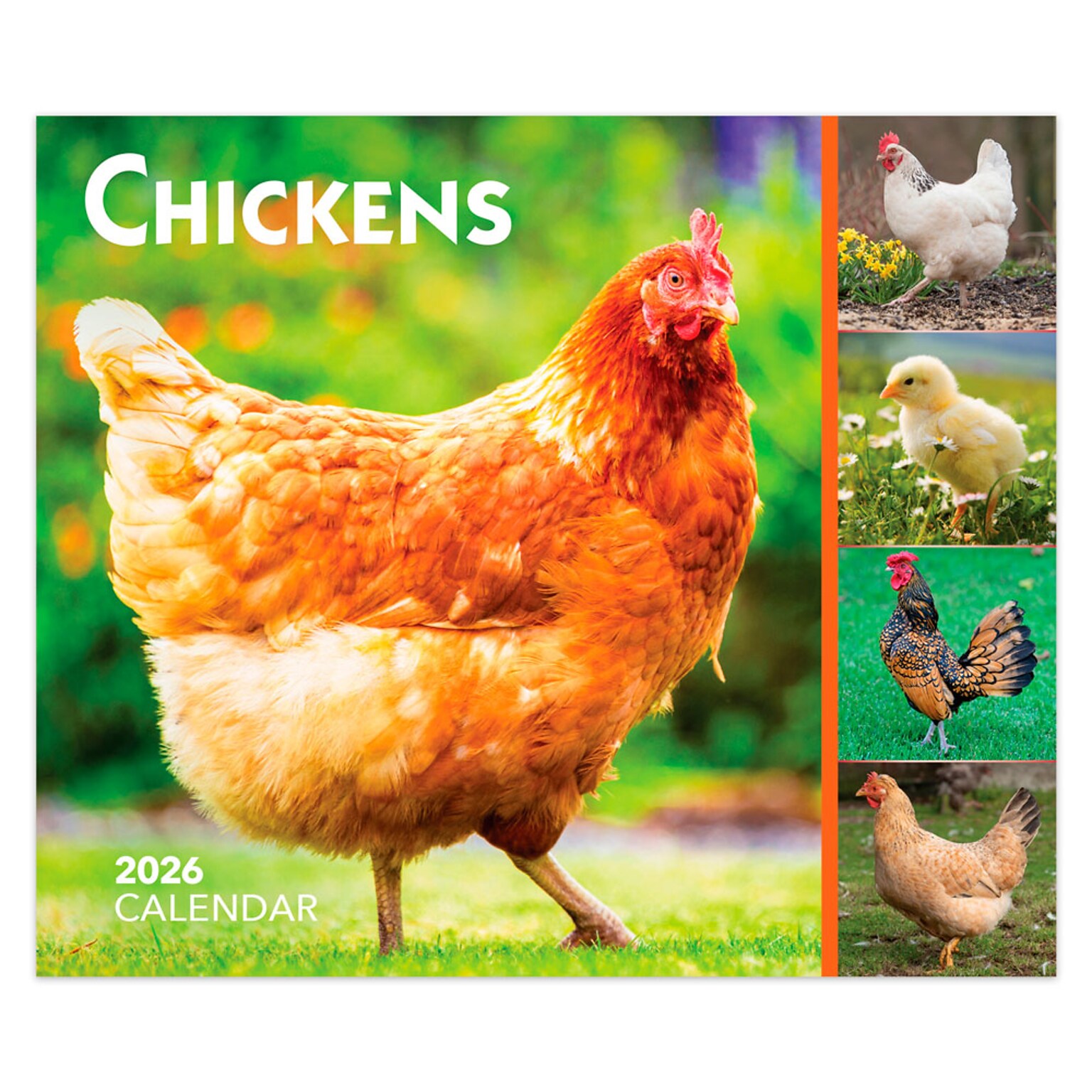 2026 BrownTrout Chickens 6.06 x 5.13 Day-to-Day Calendar (9798330702855)