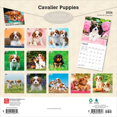 2026 BrownTrout Cavalier King Charles Spaniel Puppies 12 x 12 Monthly Wall Calendar (9798330702817)