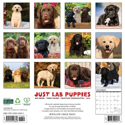 2025 Willow Creek Just Lab Puppies 12 x 12 Monthly Wall Calendar (43653)