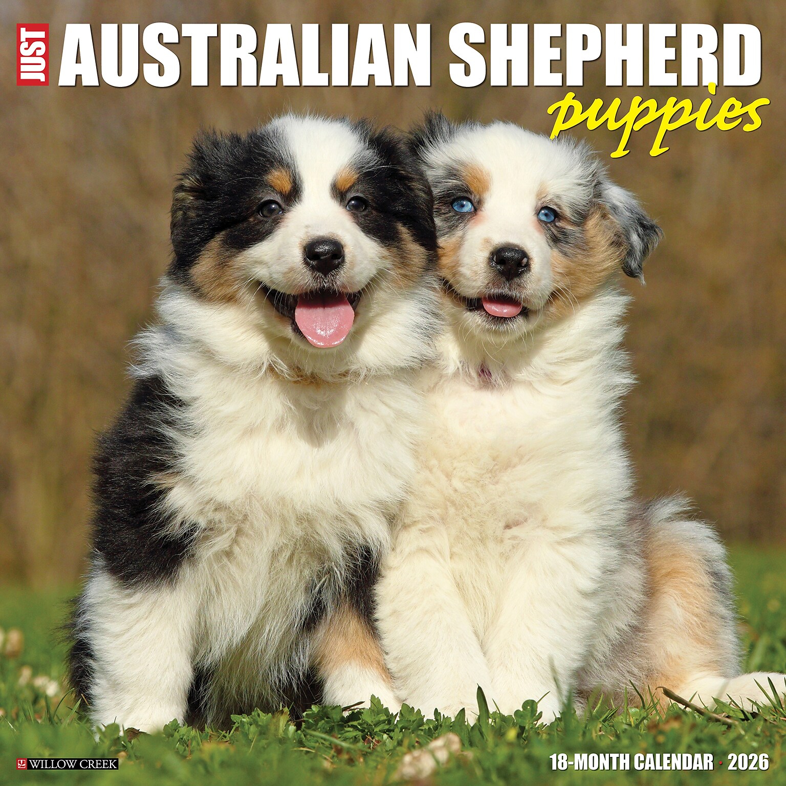 2026 Willow Creek Australian Shepherd Puppies 12 x 12 Monthly Wall Calendar (49976)