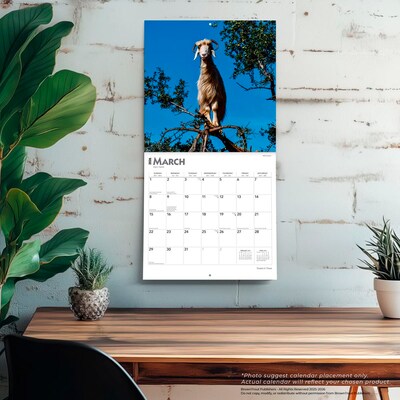 2026 BrownTrout Goats in Trees 12" x 12" Monthly Wall Calendar (9798330703449)