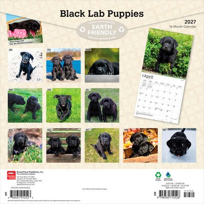 2027 BrownTrout Black Labrador Retriever Puppies 12 x 12 Monthly Wall Calendar (9798330712526)