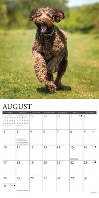 2025 Willow Creek Just Labradoodles 12" x 12" Monthly Wall Calendar (43660)