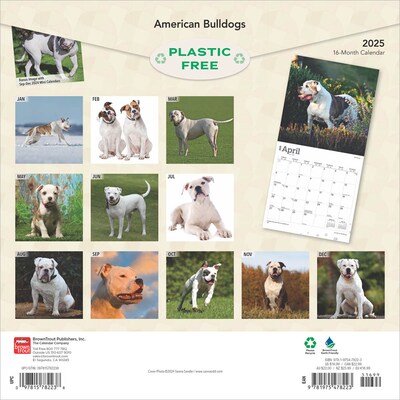 2025 BrownTrout American Bulldogs 12 x 12 Monthly Square Wall Calendar (9781975478223)