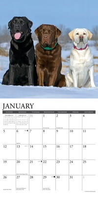 2025 Willow Creek Just Labs 12" x 12" Monthly Wall Calendar (43677)