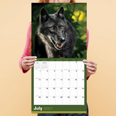 2027 TF Publishing Wolves 12" x 12" Monthly Wall Calendar, Multicolored (27-1035)