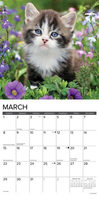 2026 Willow Creek Kittens 12" x 12" Monthly Wall Calendar (51696X)