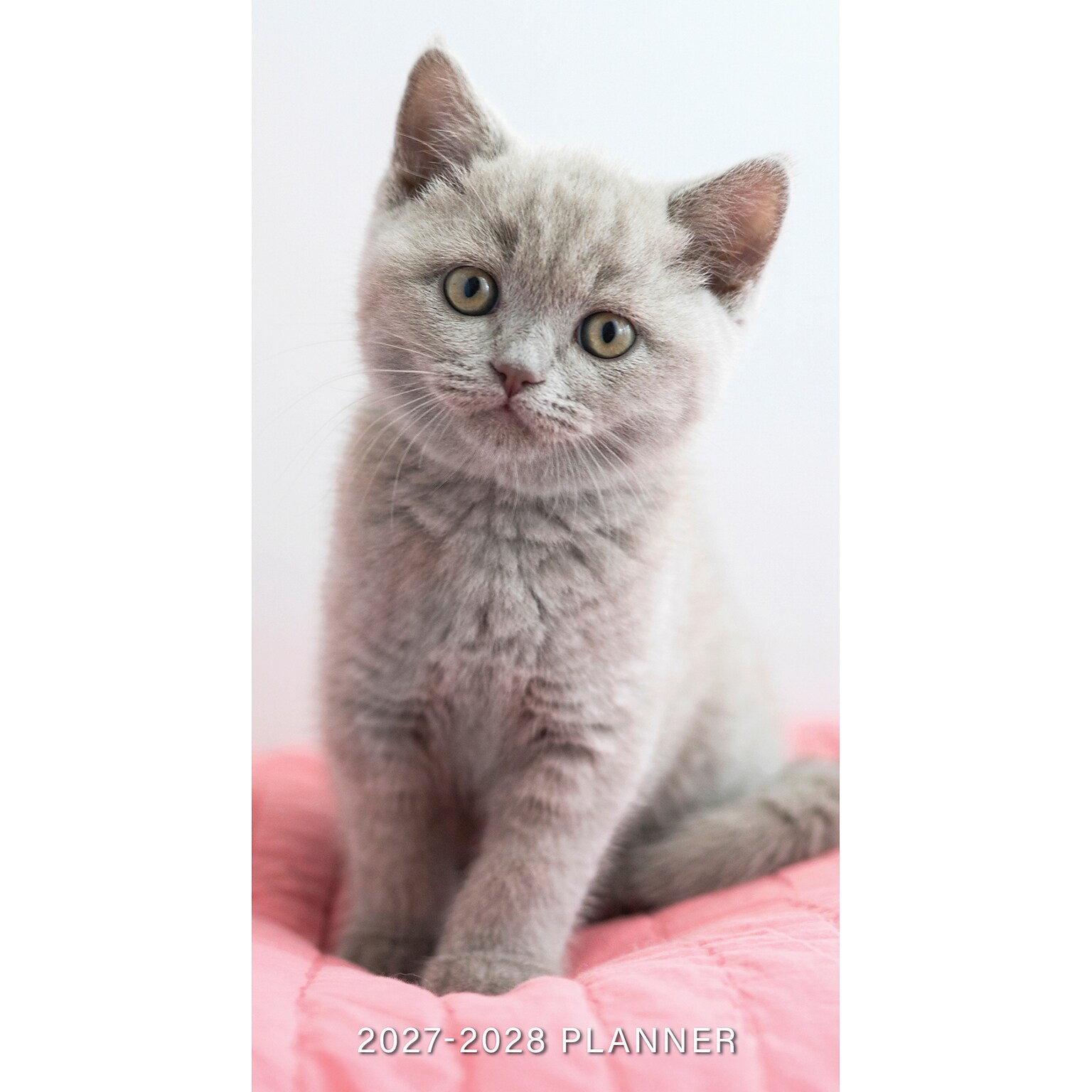 2026-2028 Willow Creek Kitten 3.5 x 6.5 Monthly Pocket/Wallet Calendar, Assorted Colors (66270)