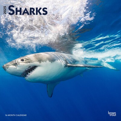 2025 BrownTrout Sharks 12 x 12 Monthly Square Wall Calendar (9781975475697)