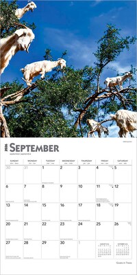 2026 BrownTrout Goats in Trees 12" x 12" Monthly Wall Calendar (9798330703449)