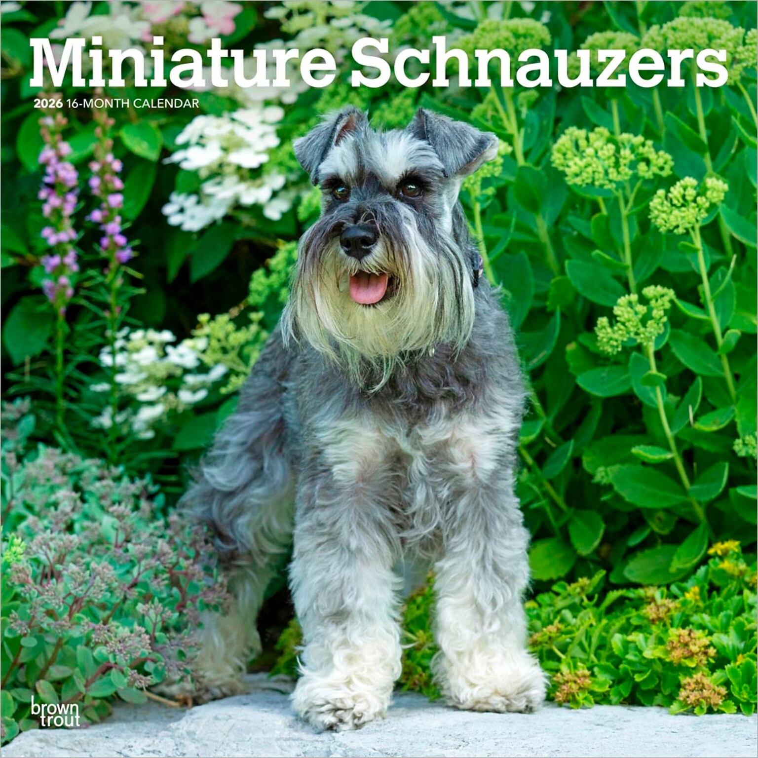 2026 BrownTrout Miniature Schnauzers 12 x 12 Monthly Wall Calendar (9798330705467)