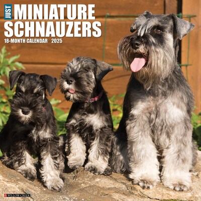 2025 Willow Creek Just Miniature Schnauzers 12 x 12 Monthly Wall Calendar (43936)
