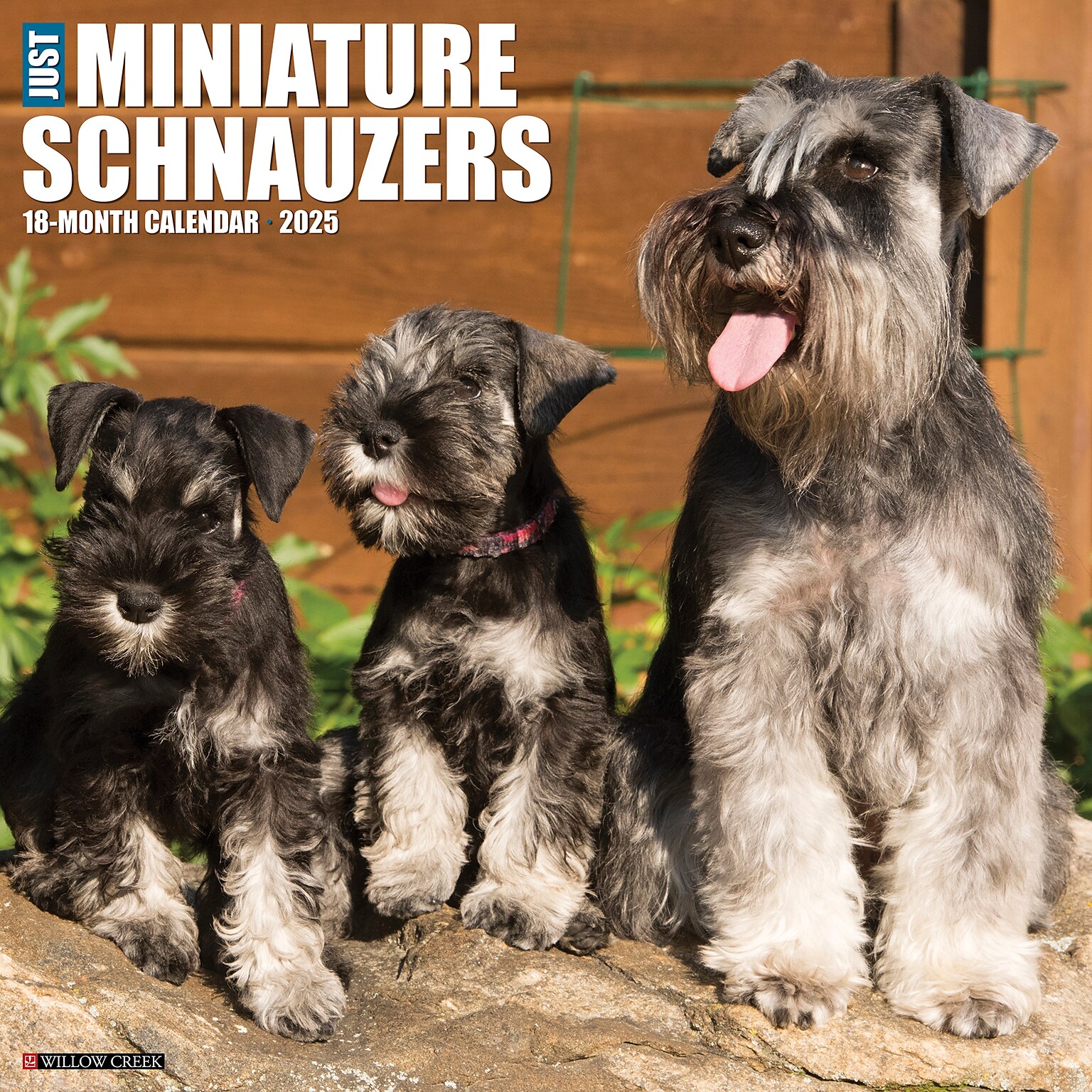 2025 Willow Creek Just Miniature Schnauzers 12 x 12 Monthly Wall Calendar (43936)