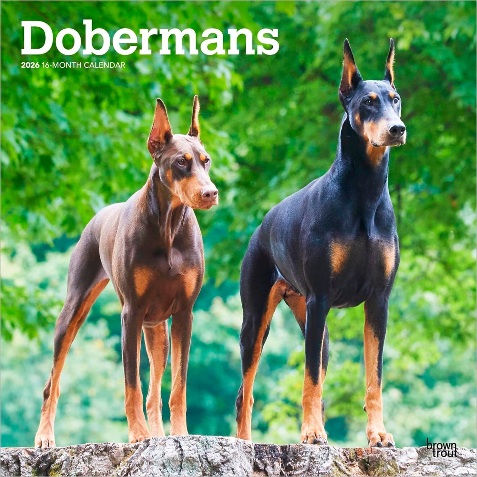 2026 BrownTrout Dobermans 12 x 12 Monthly Wall Calendar (9798330703159)