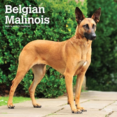 2025 BrownTrout Belgian Malinois 12 x 12 Monthly Wall Calendar (9781975478261)