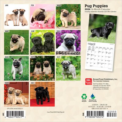 2026 BrownTrout Pug Puppies 7 x 7 Monthly Wall Calendar (9798330705214)