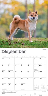 2026 BrownTrout Shiba Inu 12" x 12" Monthly Wall Calendar (9798330705528)