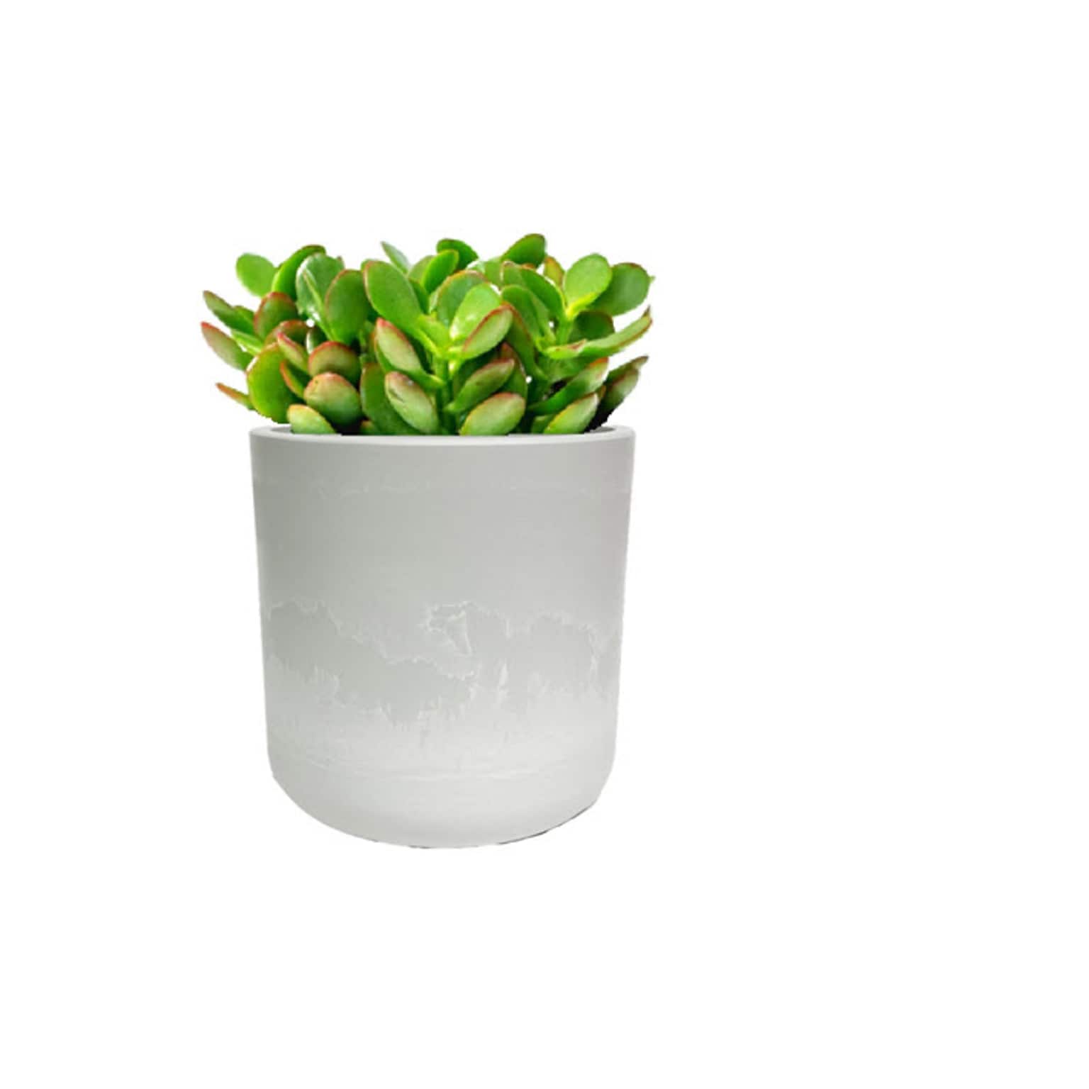 Desk Plants Jade Plant in a Grey Large Mason pot (JPLMG)