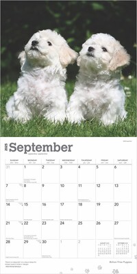 2025 BrownTrout Bichon Frise Puppies 12" x 12" Monthly Wall Calendar (9781975474508)