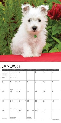 2025 Willow Creek Westie Puppies 12" x 12" Yearly Wall Calendar (45329)