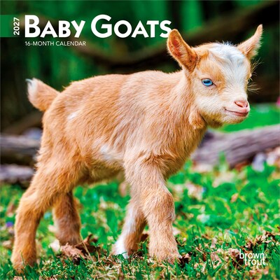 2027 BrownTrout Baby Goats 7 x 7 Monthly Wall Calendar, Assorted Colors (9798330709762)